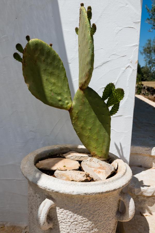 Il Trullo Della Rondinina Βίλα Αλμπερομπέλο Εξωτερικό φωτογραφία
