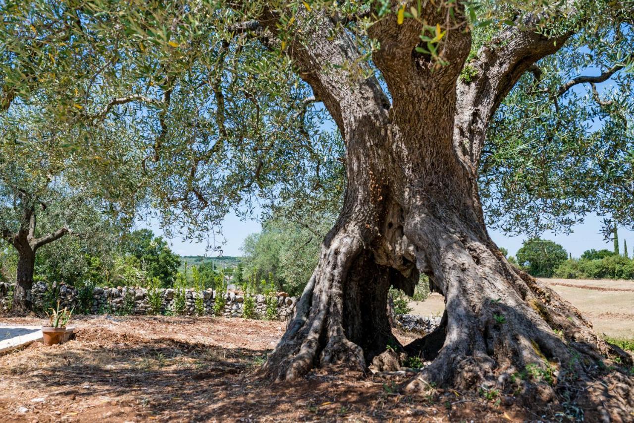 Il Trullo Della Rondinina Βίλα Αλμπερομπέλο Εξωτερικό φωτογραφία