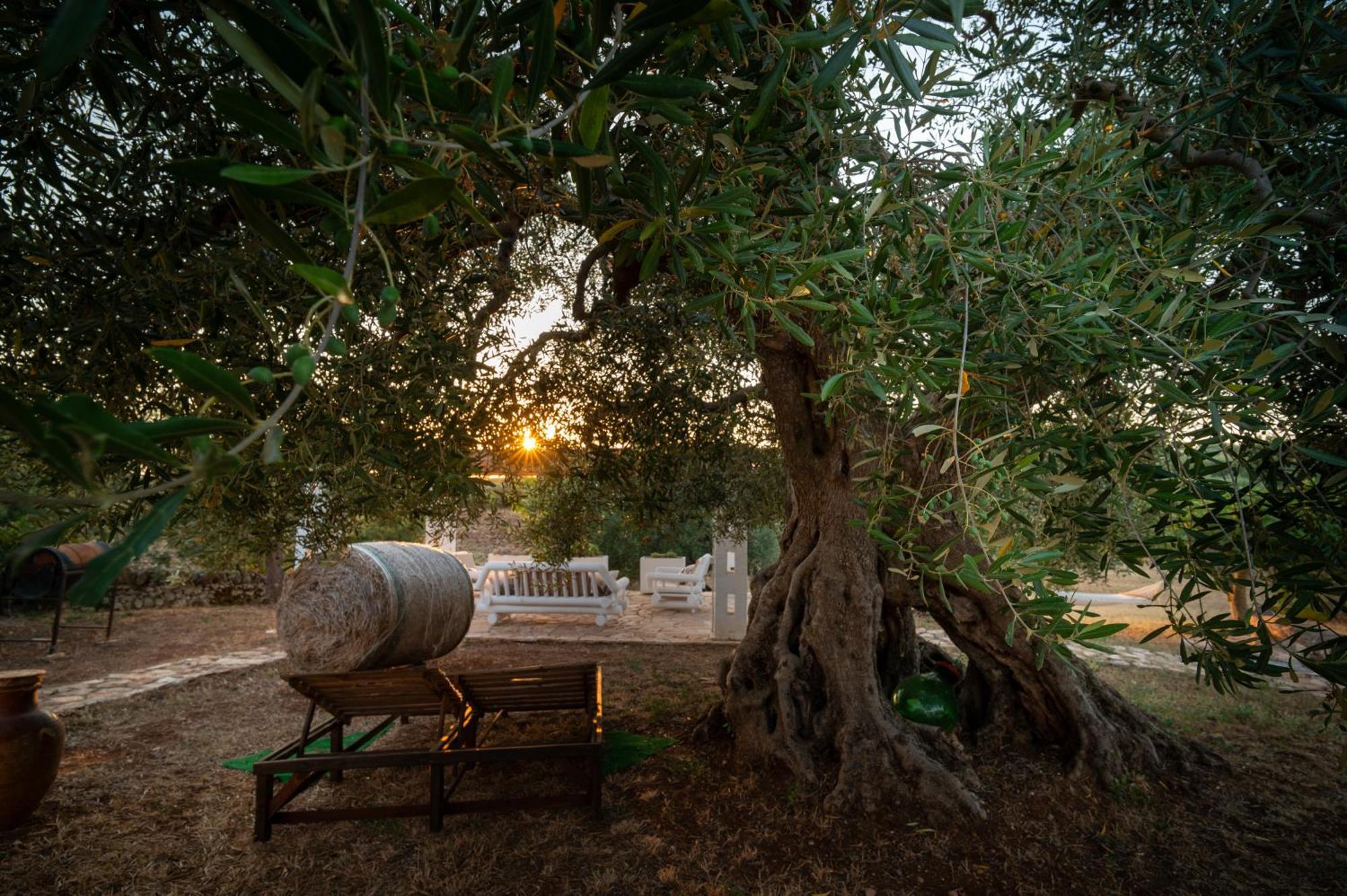 Il Trullo Della Rondinina Βίλα Αλμπερομπέλο Εξωτερικό φωτογραφία