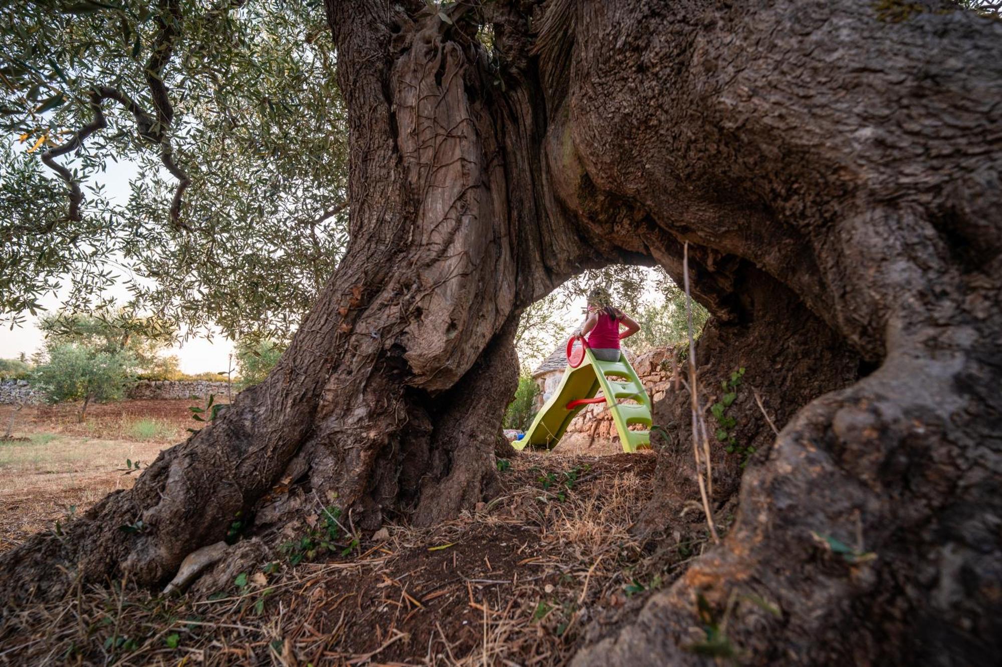 Il Trullo Della Rondinina Βίλα Αλμπερομπέλο Εξωτερικό φωτογραφία